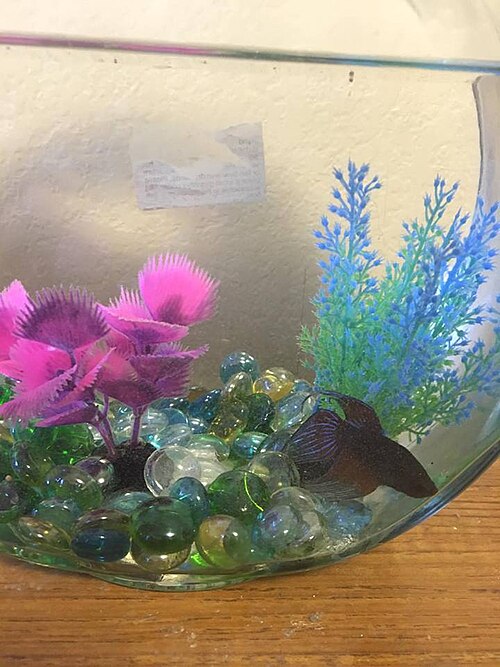 Betta Fish