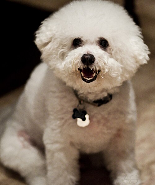 Bichon Frise