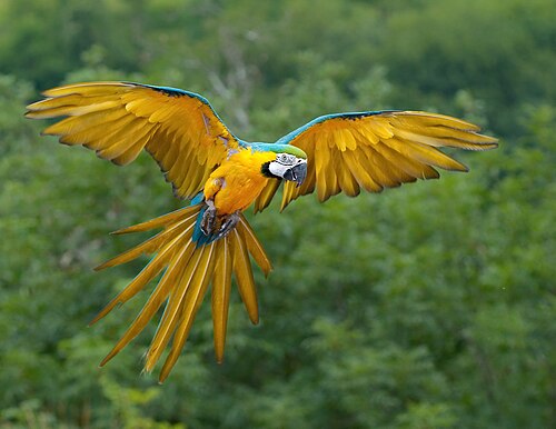 Blue-and-Gold Macaw