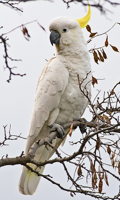 Cockatoo