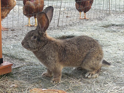 Flemish Giant
