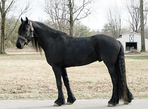 Friesian
