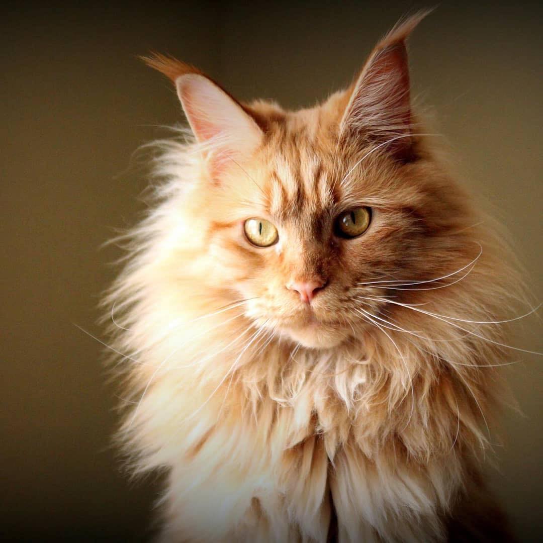 Maine Coon