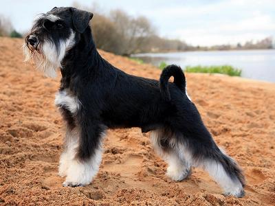 Miniature Schnauzer