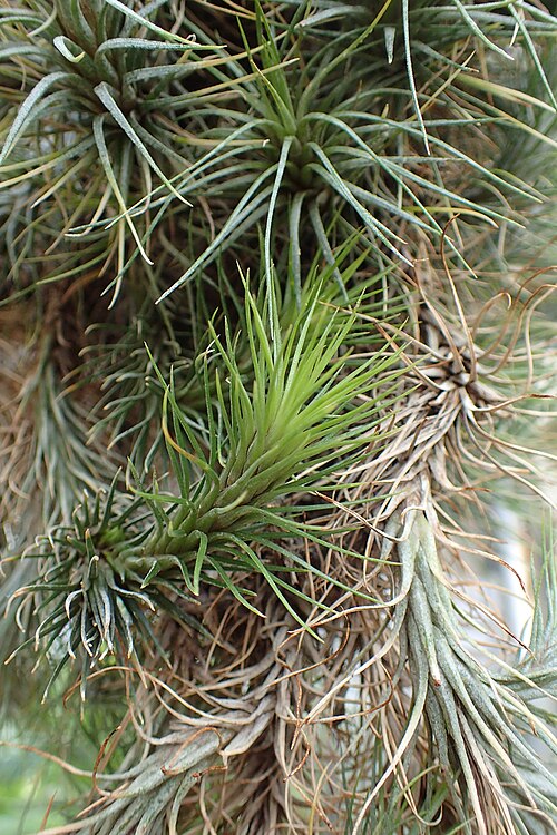Tillandsia Andreana
