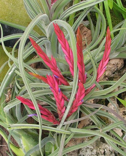 Tillandsia Caput-Medusae