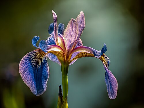 Blue Flag Iris