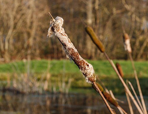 Cattail