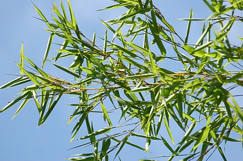 Fargesia Bamboo