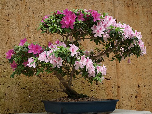 Azalea Bonsai