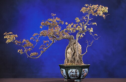 Japanese Maple Bonsai