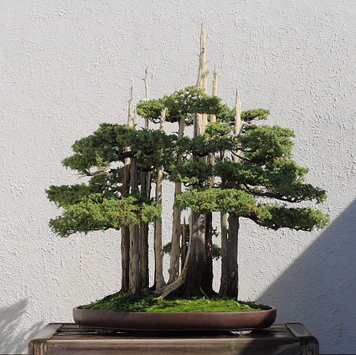 Juniper Bonsai