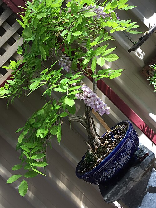 Wisteria Bonsai