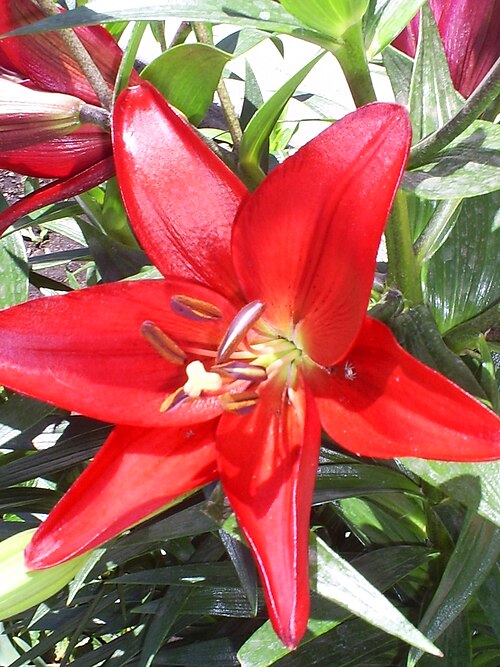 Asiatic Lily