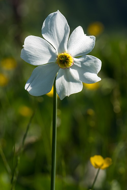Daffodil