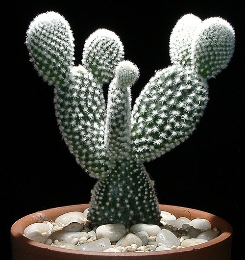 Bunny Ears Cactus