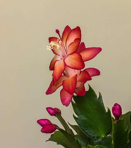 Christmas Cactus