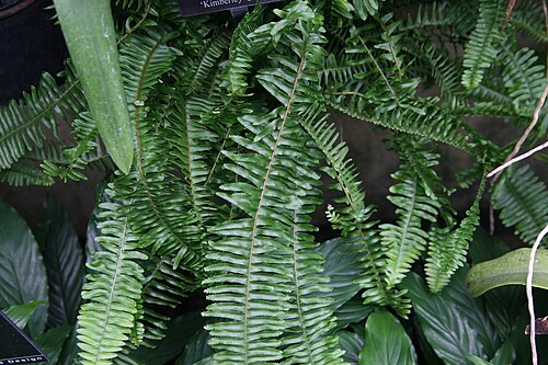 Kimberly Queen Fern