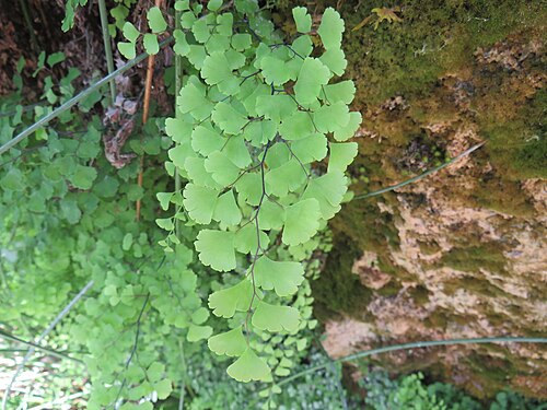 Maidenhair Fern