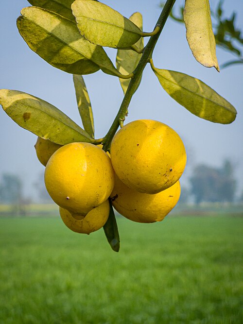 Lemon Tree