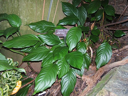 Chinese Evergreen