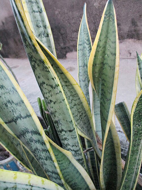 Snake Plant