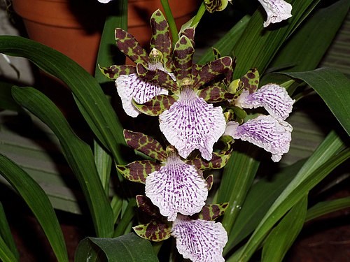 Zygopetalum