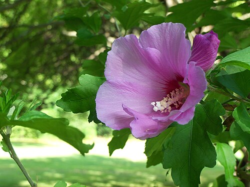 Rose of Sharon