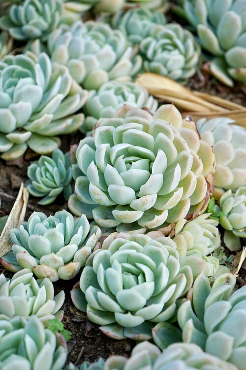 Echeveria