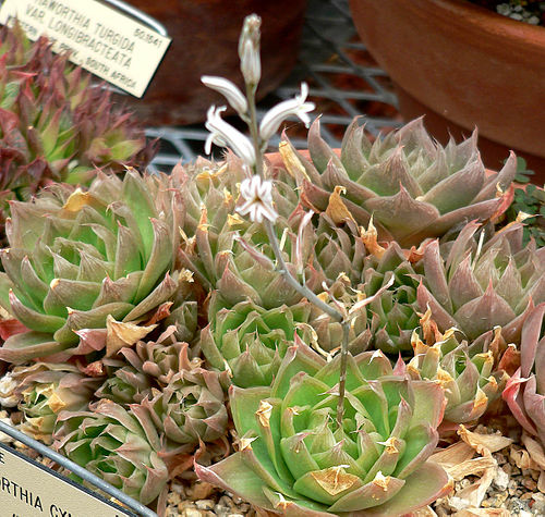 Haworthia