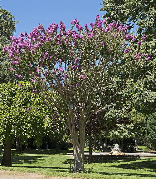 Crepe Myrtle