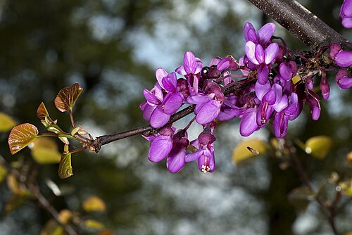 Redbud