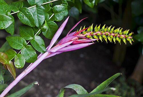Bromeliad