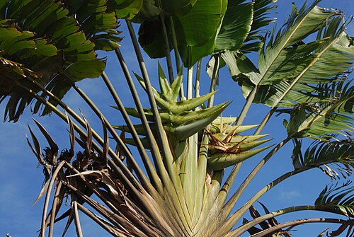 Traveller's Palm