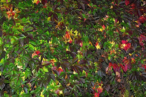 Virginia Creeper