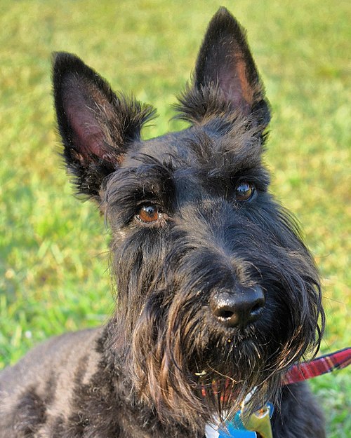 Scottish Terrier