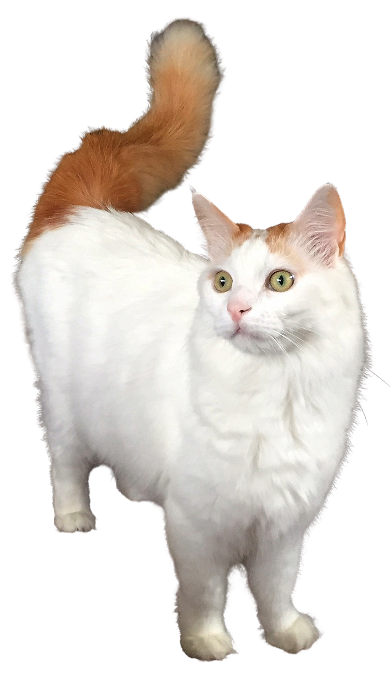 Turkish Van